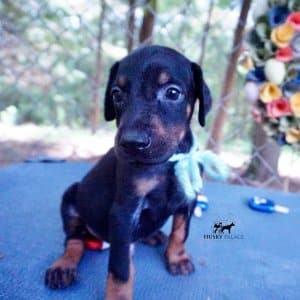 Black & Rust Doberman Pinscher puppy