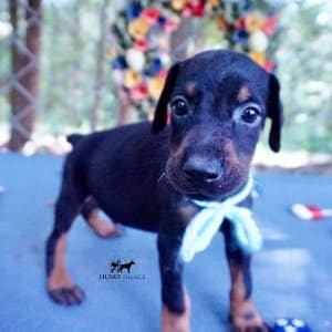 Black & Rust Doberman Pinscher puppy
