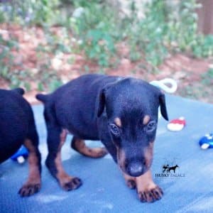 Black & Rust Doberman Pinscher puppy