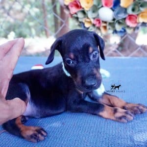 Black & Rust Doberman Pinscher puppy