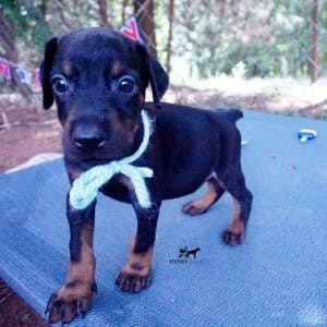 Black & Rust Doberman Pinscher puppy