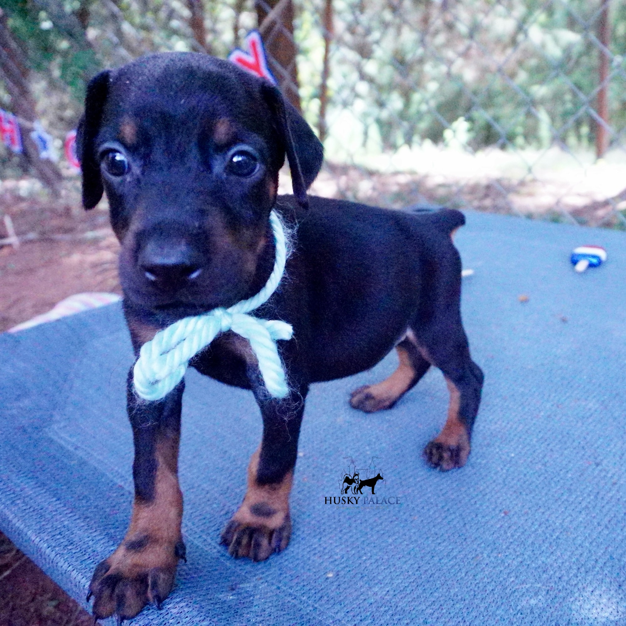 Black & Rust Doberman Pinscher puppy