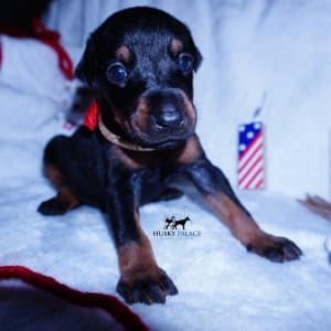 Black:rust Doberman puppy