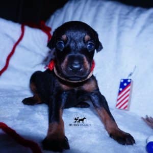 Black:rust Doberman puppy