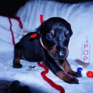 Black:rust Doberman puppy
