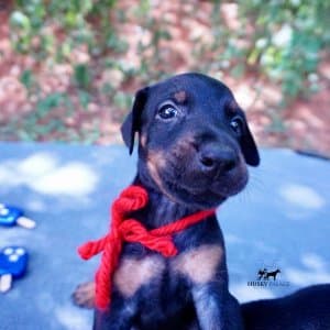 Black:rust Doberman Puppy