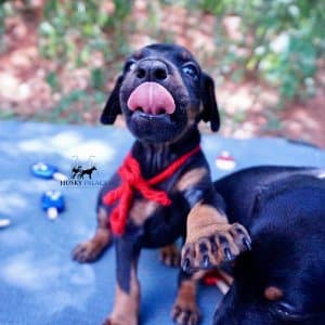 Black:rust Doberman Puppy
