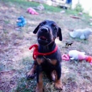 Black:rust Doberman Puppy