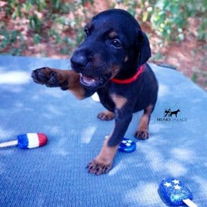 Black:rust Doberman Puppy