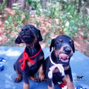 Black:rust Doberman Puppy