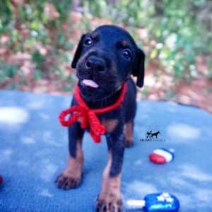 Black:rust Doberman Puppy