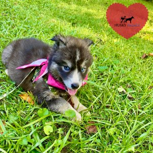 Black/white Husky