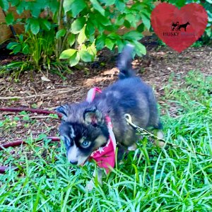 Black/white Husky