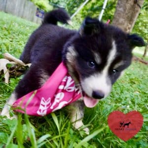 Brown Eyed Husky