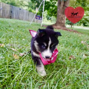 Brown Eyed Husky
