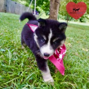 Brown Eyed Husky