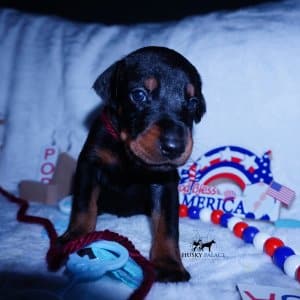 Champion Dobermans