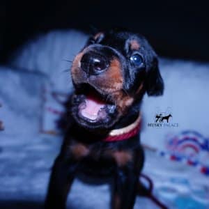 Champion Dobermans