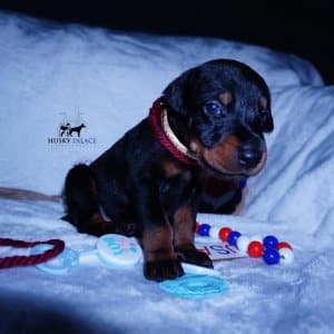 Champion Dobermans