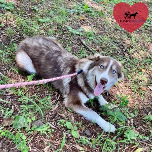 Copper Siberian Husky