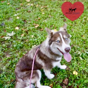 Copper Siberian Husky