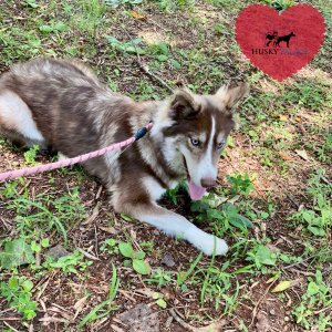 Copper Siberian Husky