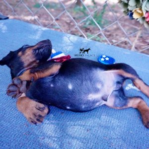 Doberman Pinscher Puppies For Sale