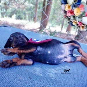 Doberman Pinscher Puppies For Sale