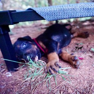 Doberman Pinscher Puppies For Sale