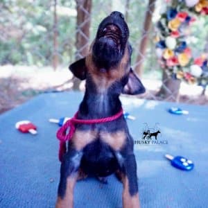 Doberman Pinscher Puppies For Sale