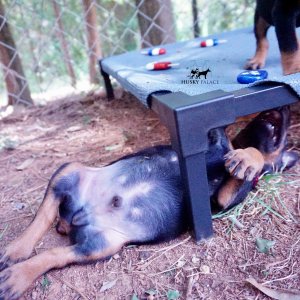 Doberman Pinscher Puppies For Sale