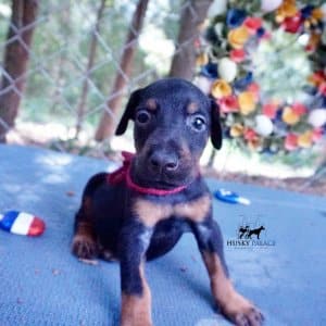 Doberman Pinscher Puppies For Sale