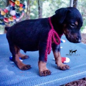 Doberman Pinscher Puppies For Sale