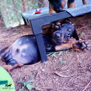 Doberman Pinscher Puppies For Sale