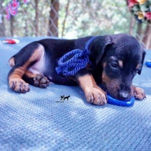 Doberman Pinscher Reputable Breeder