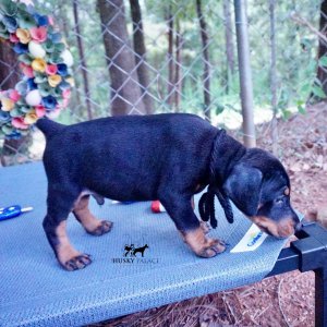 Doberman Pinscher Reputable Breeder