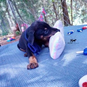 Doberman Pinscher Reputable Breeder