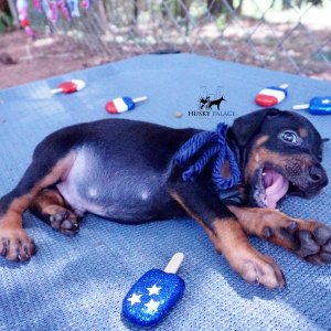 Doberman Pinscher Reputable Breeder