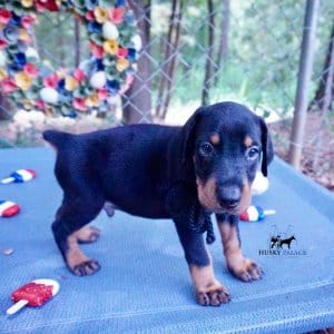 Doberman Pinscher Reputable Breeder