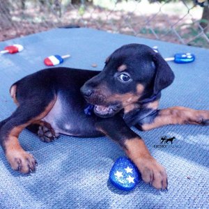 Doberman Pinscher Reputable Breeder