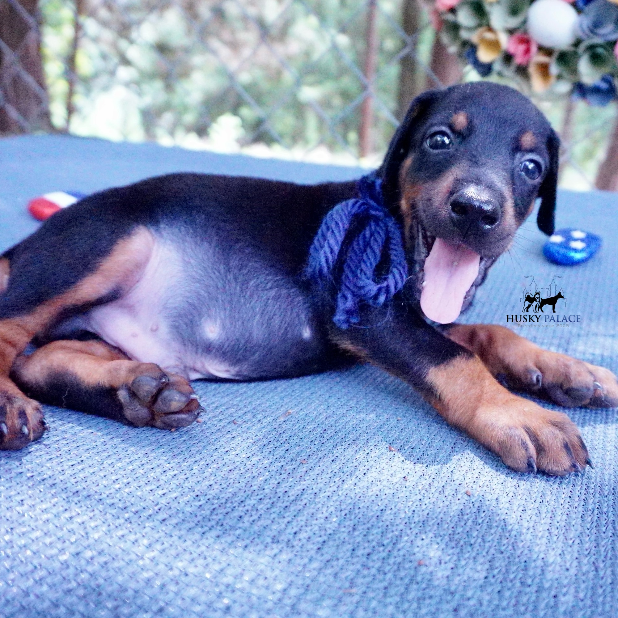 Doberman Pinscher Reputable Breeder