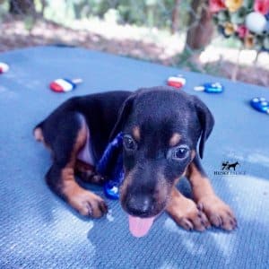 Doberman Pinscher Reputable Breeder