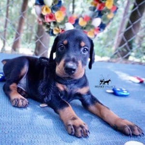 Doberman Pinscher Reputable Breeder