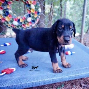 Doberman Pinscher Reputable Breeder