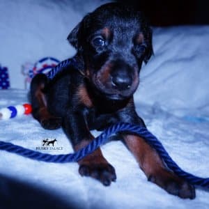 Doberman Pinscher Reputable Breeder