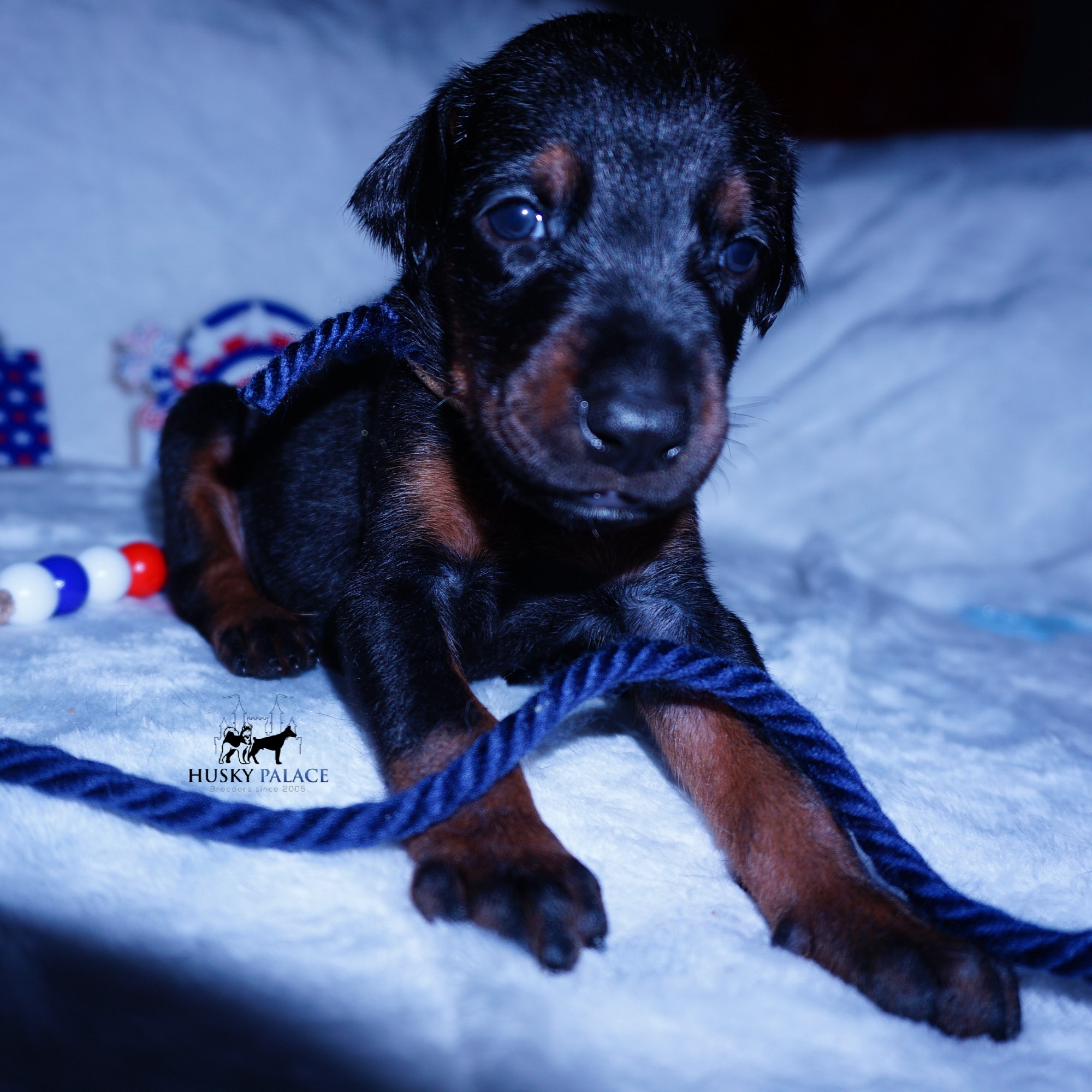 Doberman Pinscher Reputable Breeder