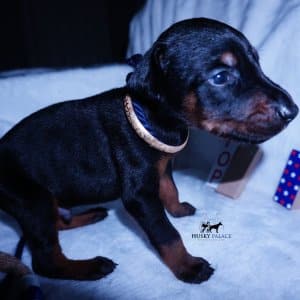 Doberman Pinscher Reputable Breeder