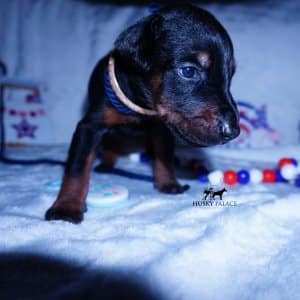 Doberman Pinscher Reputable Breeder