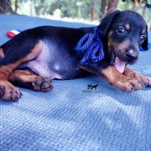 Doberman Pinscher Reputable Breeder