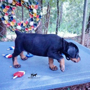 Doberman Pinscher Reputable Breeder